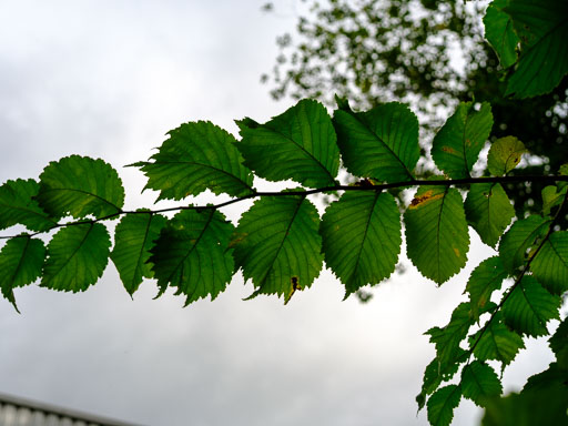 _DSF5309.jpg
