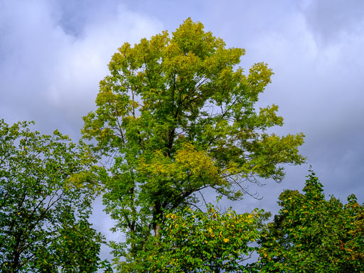 _DSF5329.jpg