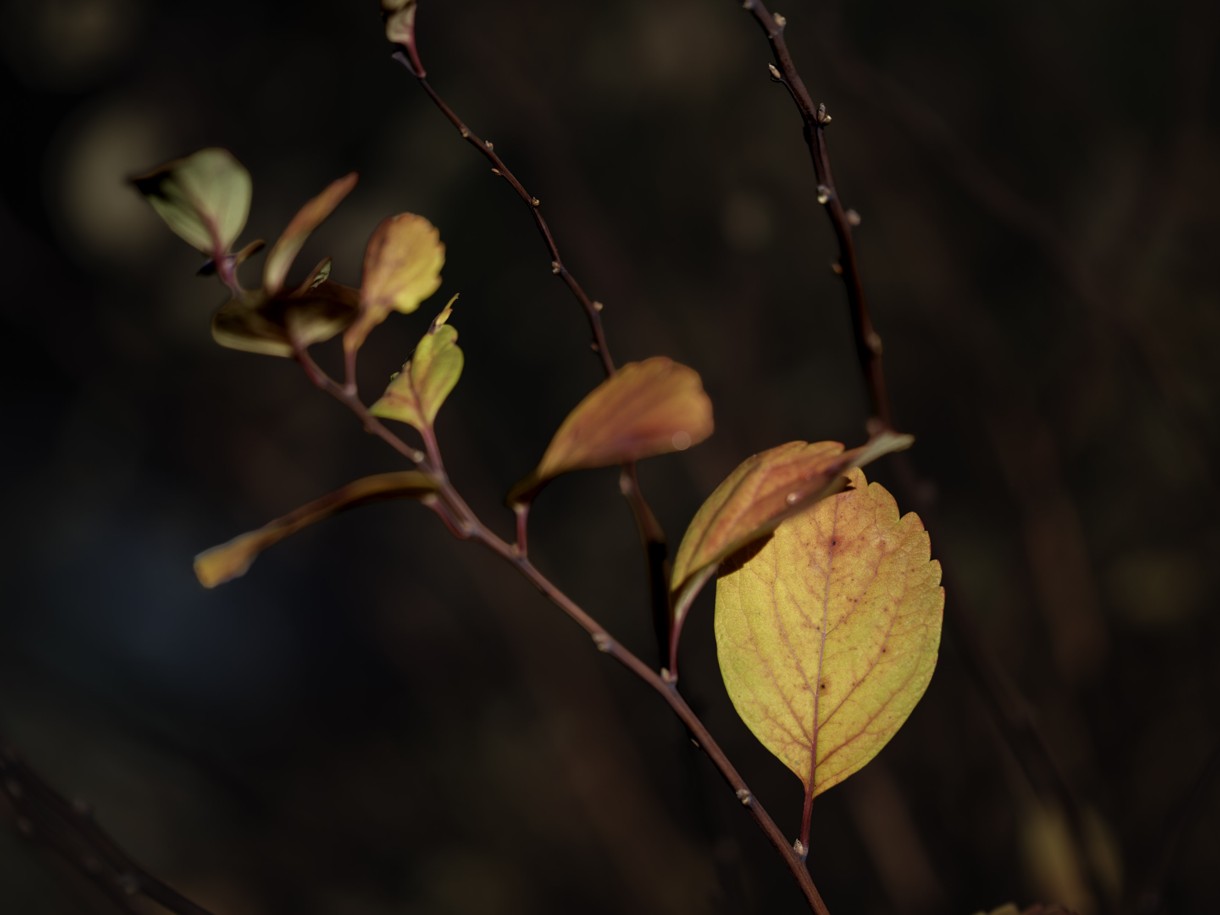 IMG "alt" Attribute
