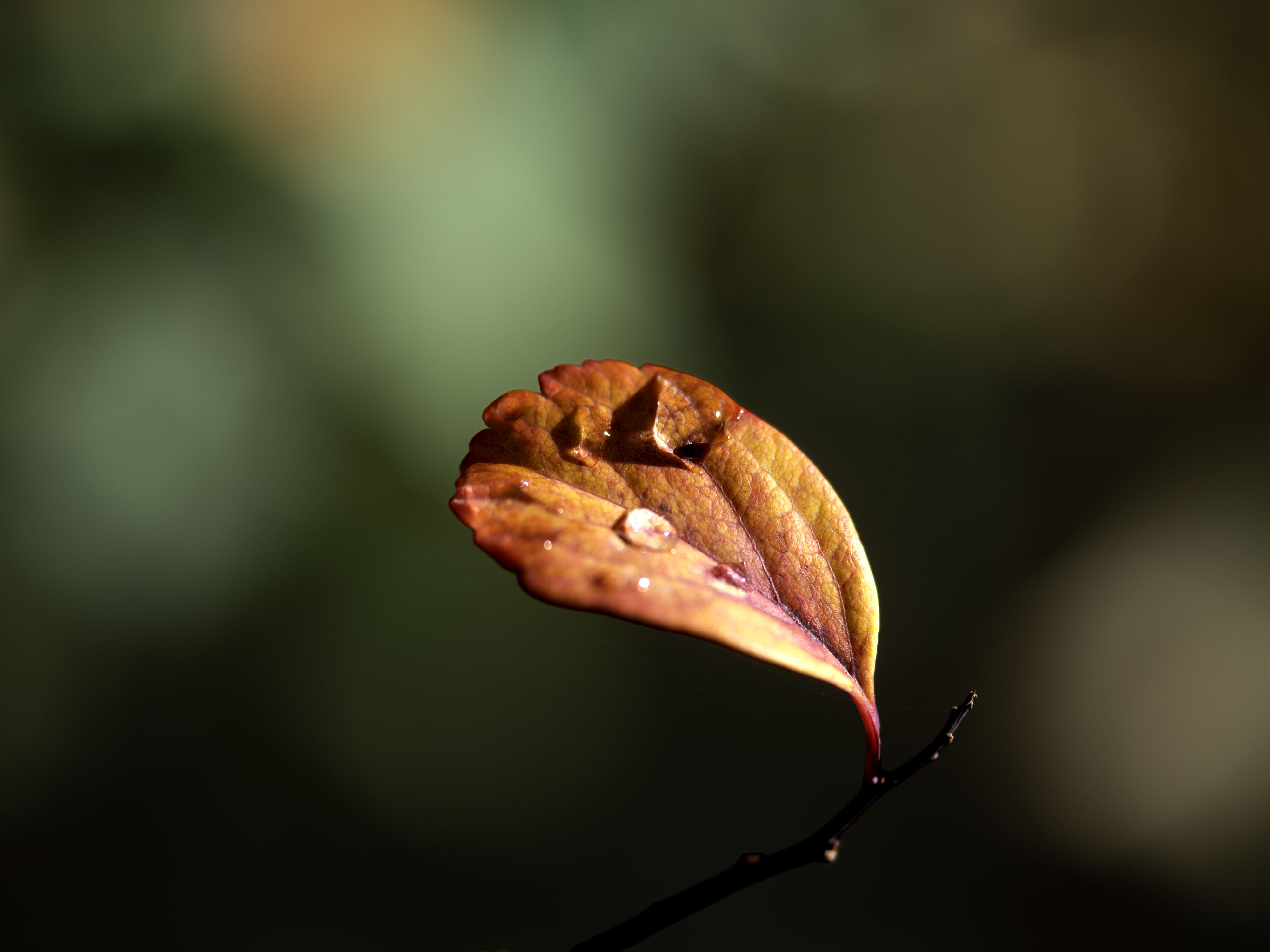 IMG "alt" Attribute