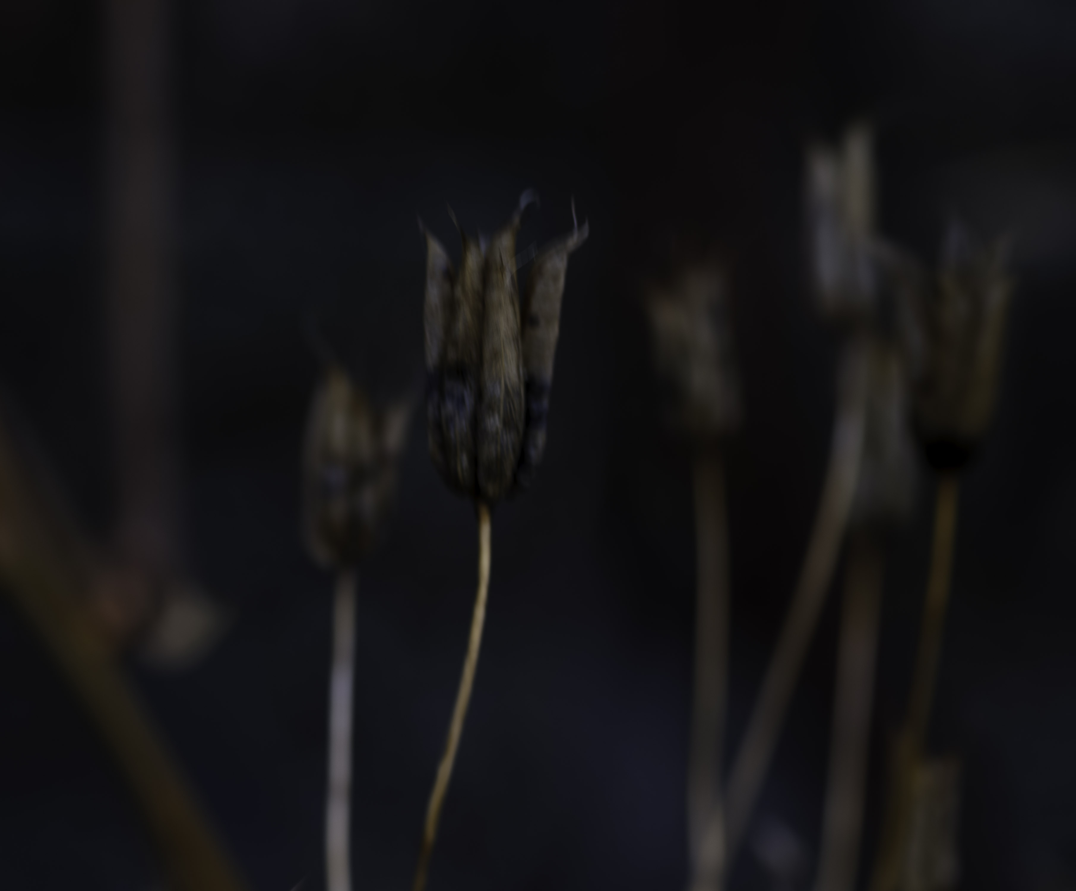IMG "alt" Attribute