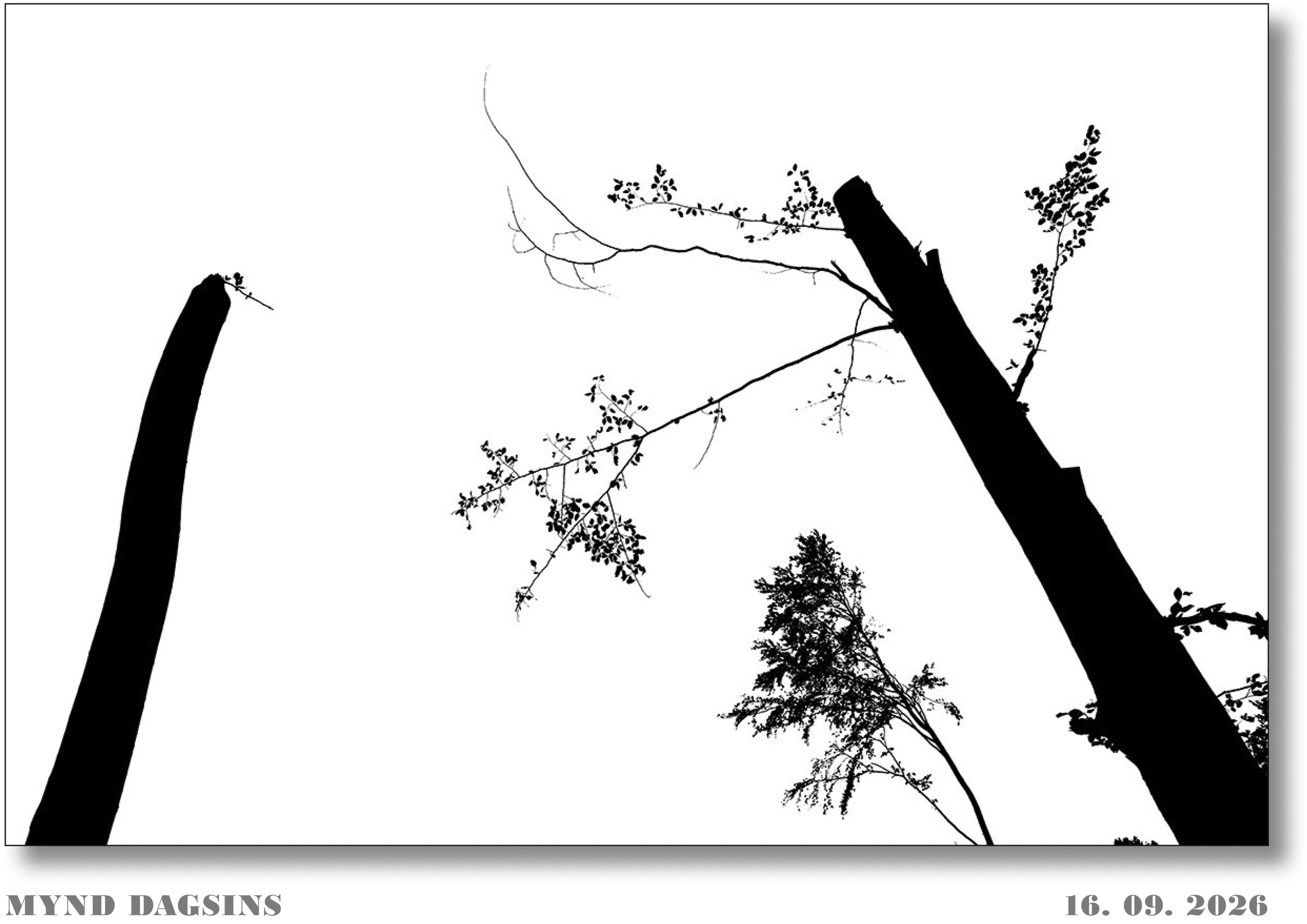 IMG "alt" Attribute