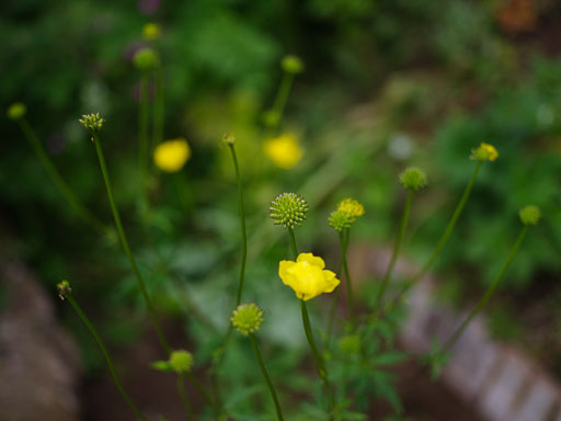 Geiteyjarströnd 4
 Hero