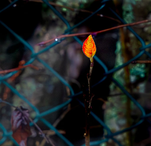 12 desember 2025. Gönguferð dagsins 9 km
 Hero