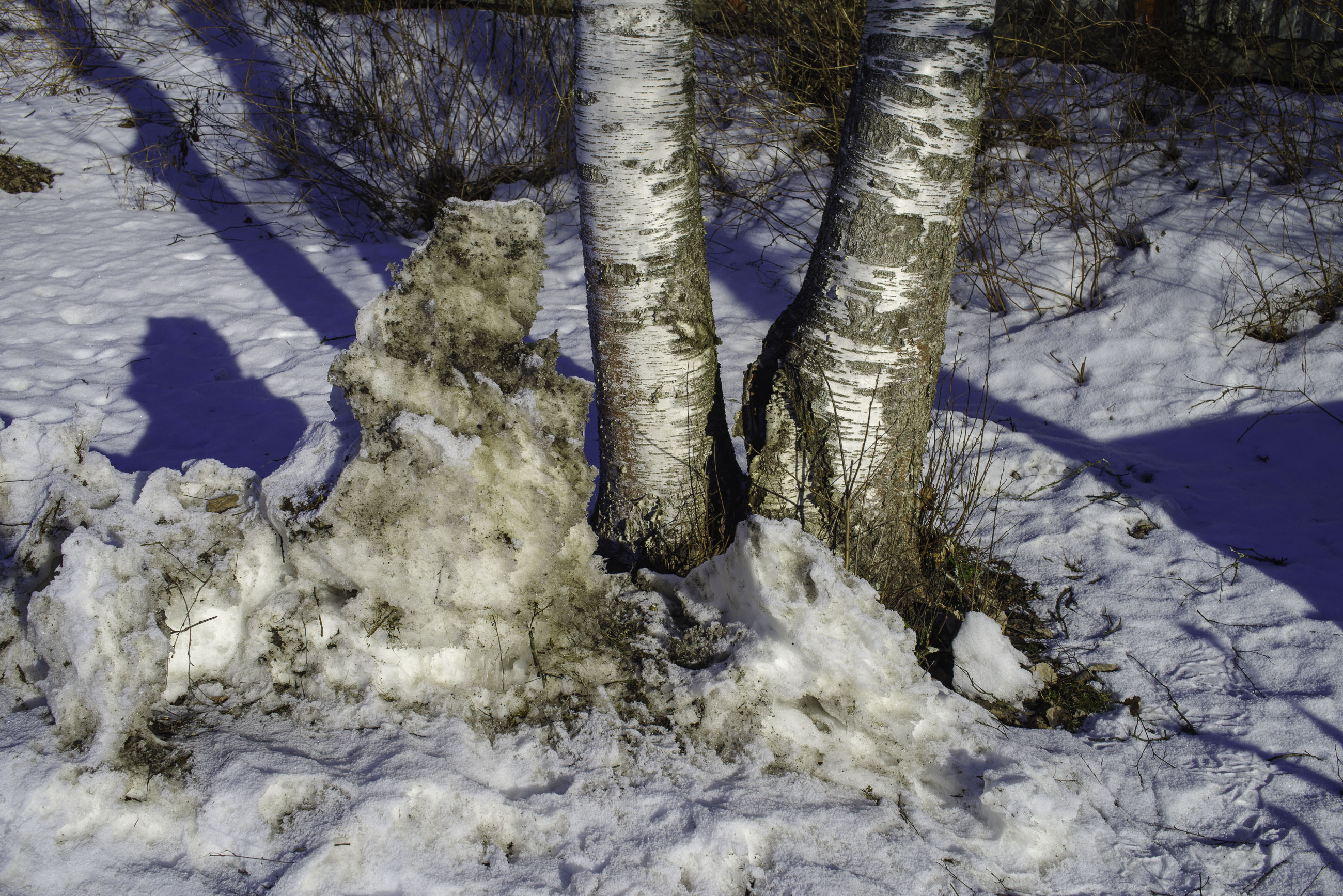 20250211---12;48;28-Bw-K1__2830_.jpg 20250211---12;48;28-Bw-K1__2830_.jpg