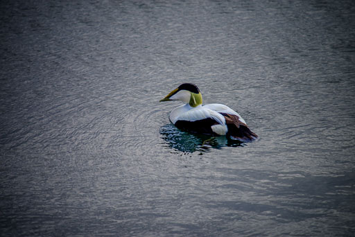 Fra generalforsamling 2025.
 Hero