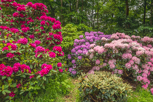 Rodentdentrongarður í Danmörku
 Hero