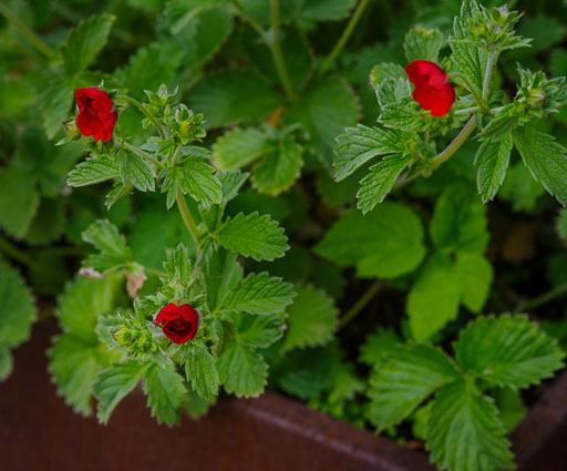 Leikur að blómum
 Hero