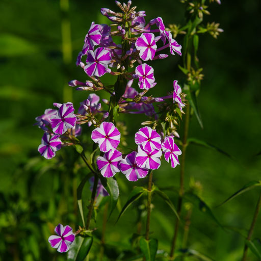 19. júlí 2025
 Hero