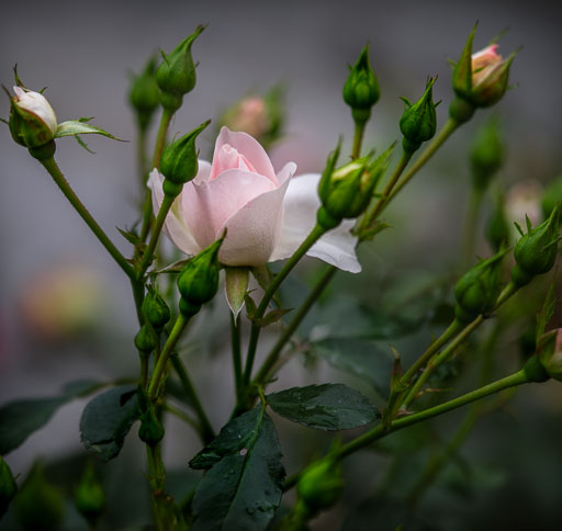 28. Ágúst 2025 blóm
 Hero