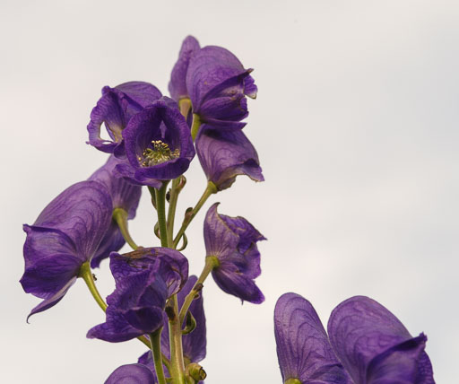 Blómasyrpa 23. september 2025
 Hero