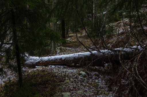 22, Noveber 2025 Bál í lyse skogen
 Hero