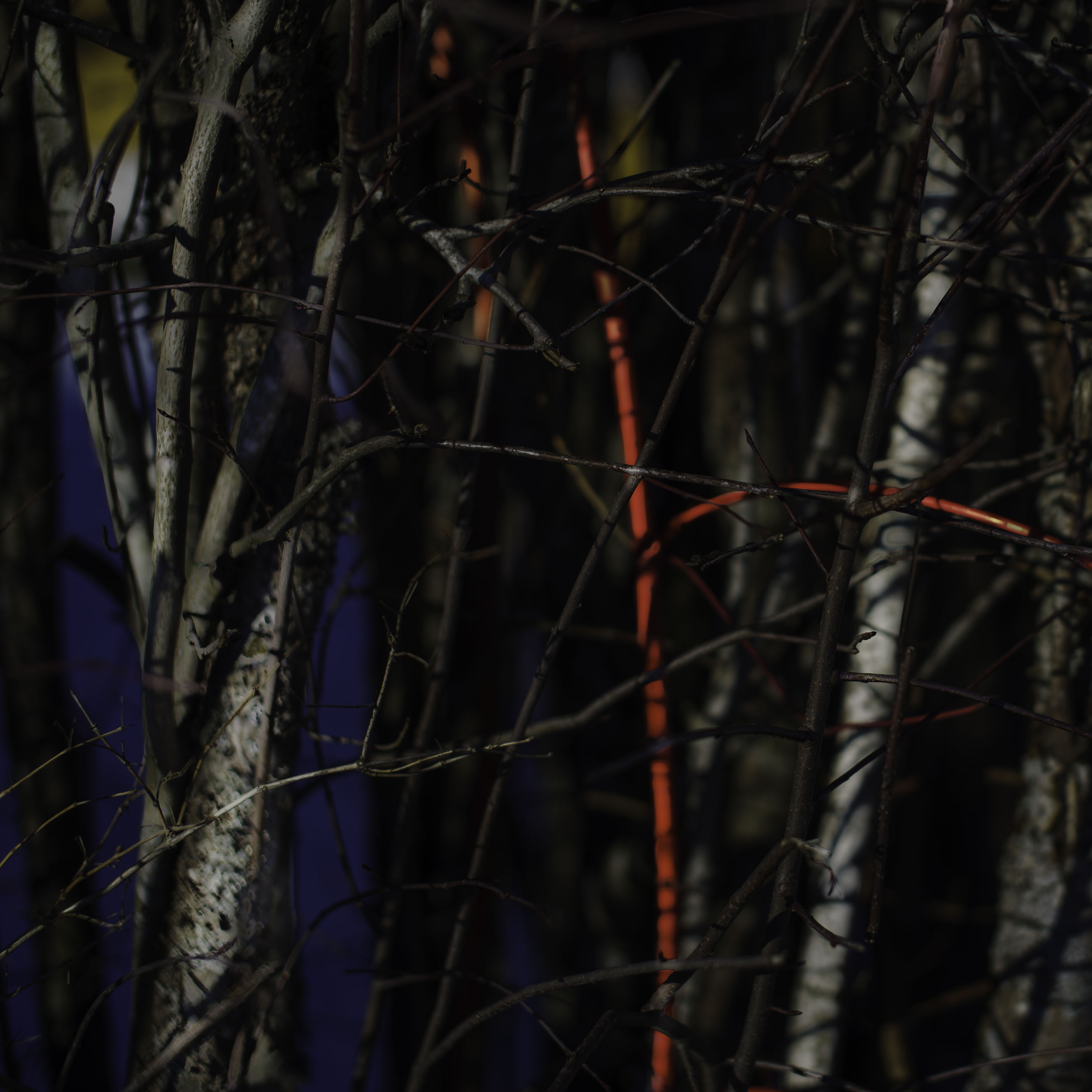 20250211---12;47;02-Bw-K1__2829_.jpg 20250211---12;47;02-Bw-K1__2829_.jpg