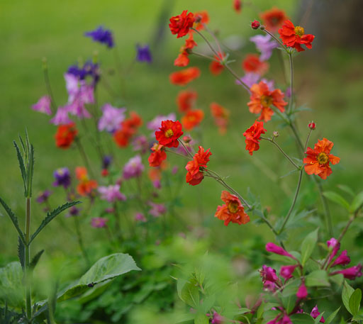 Leikur að blómum
 Hero