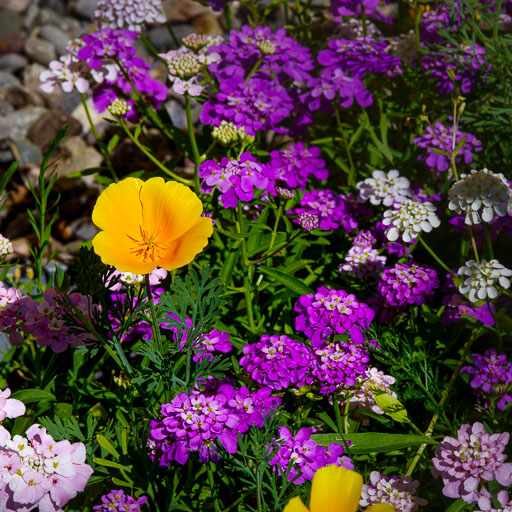 4. Júlí 2025 Fra Hildurs hage
 Hero