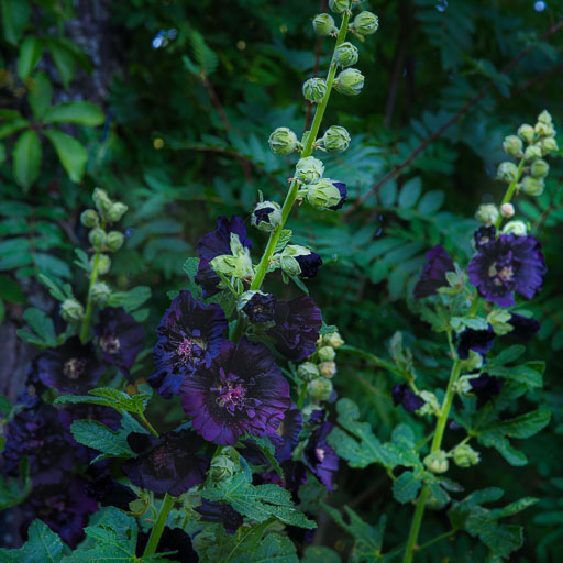 19. júlí 2025
 Hero