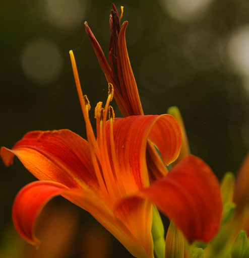 12 ágúst 2025
 Hero