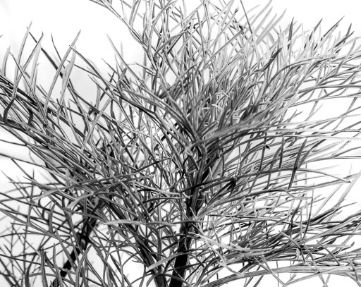 28. Ágúst 2025 blóm
 Hero