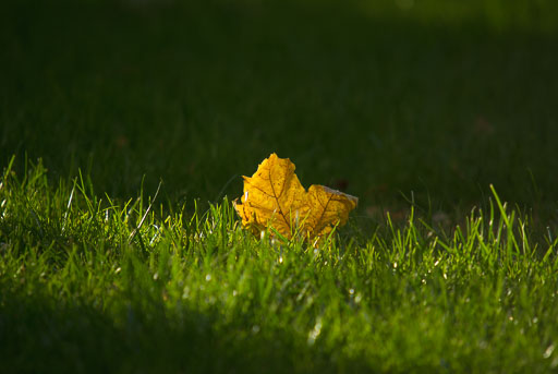 _IGP2247.jpg