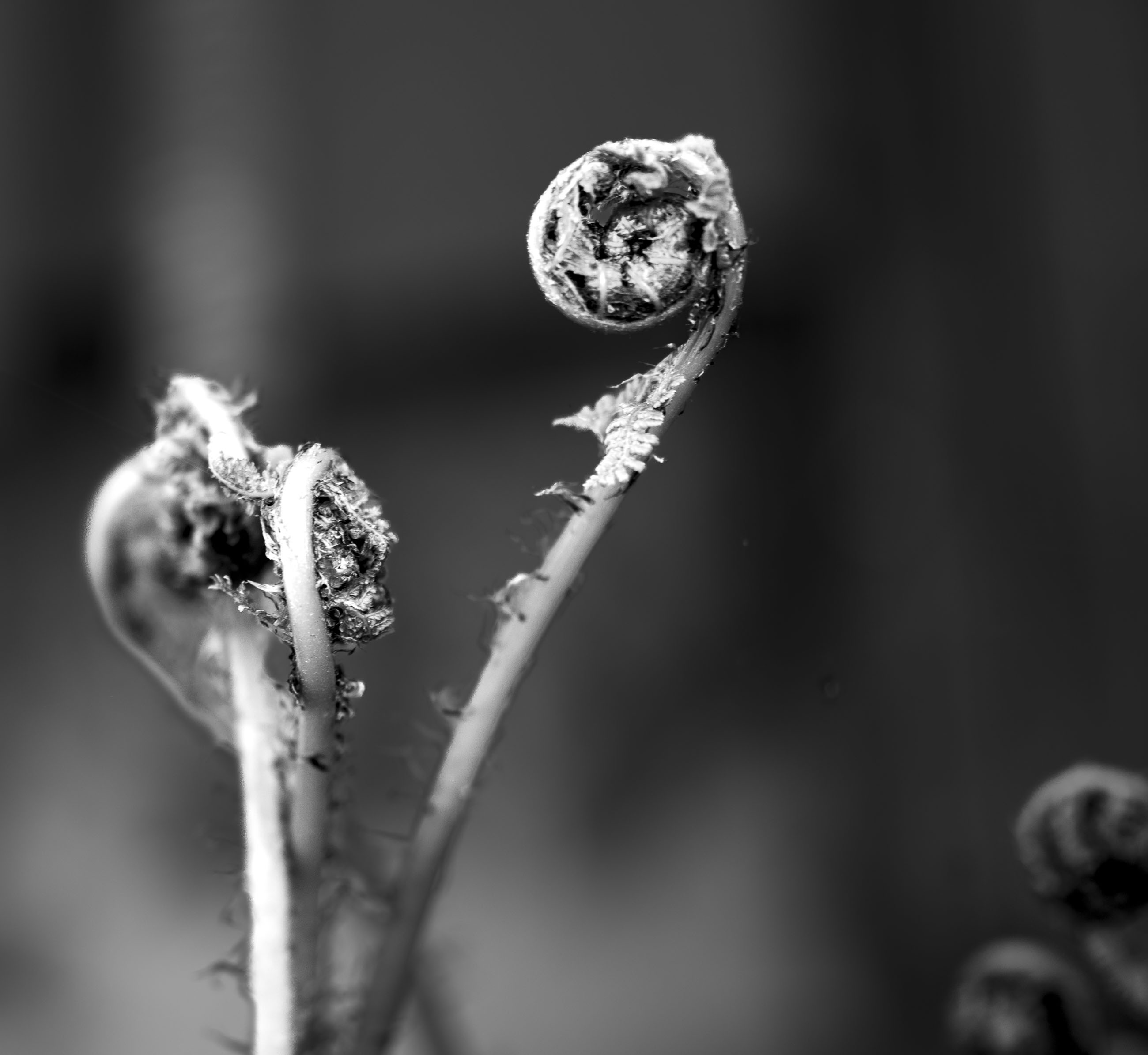 _IMG4930.jpg