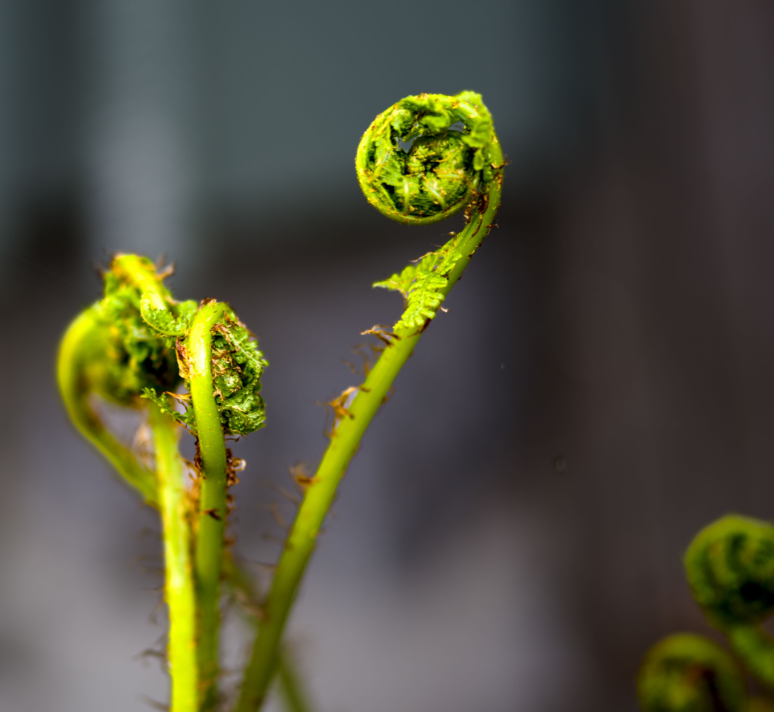 _IMG4930_v1.jpg