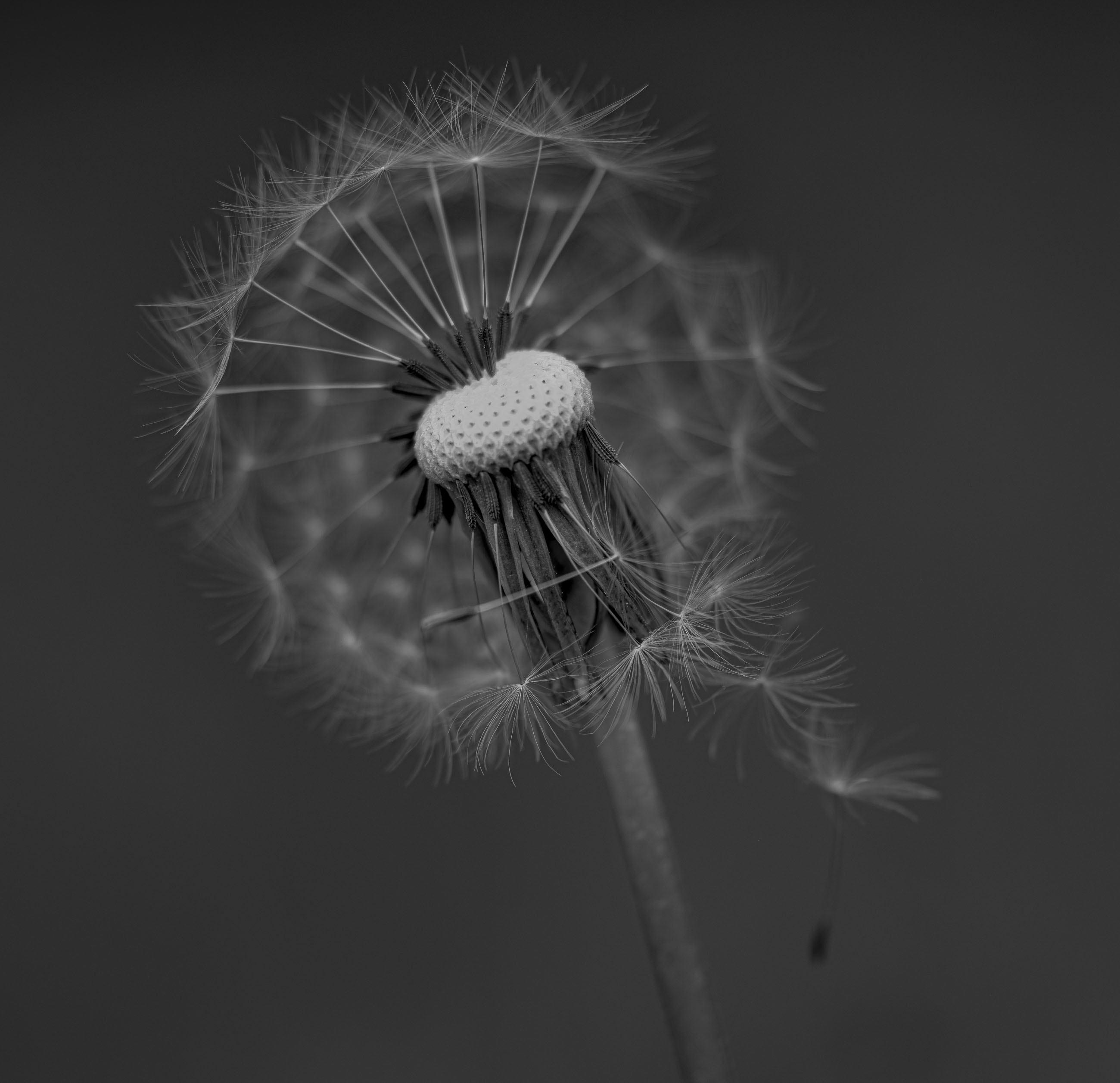 _IMG5250.jpg