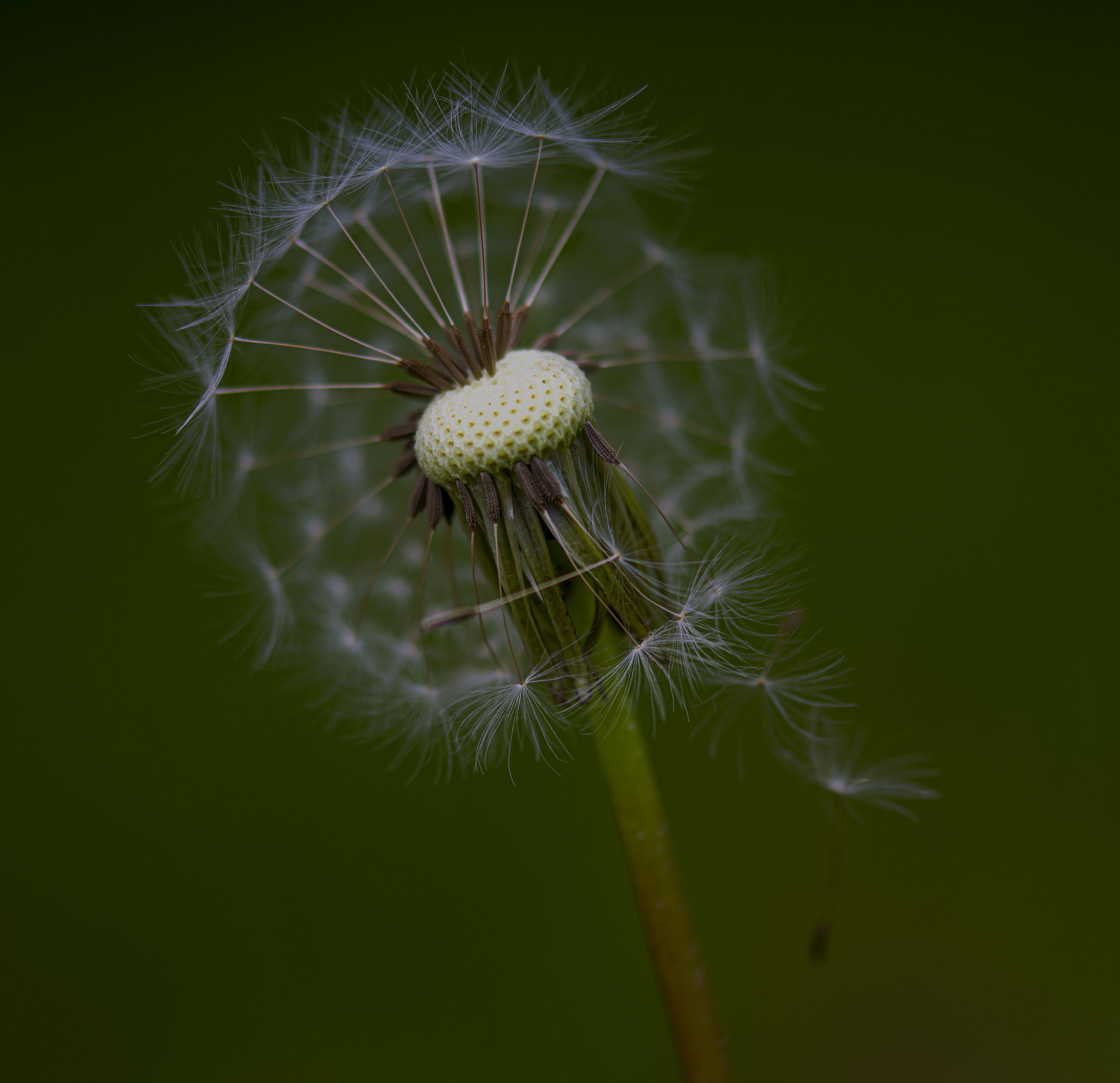 _IMG5250_v1.jpg