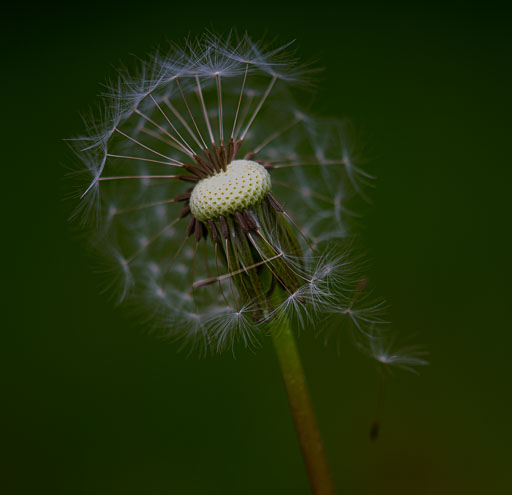 _IMG5250_v1.jpg