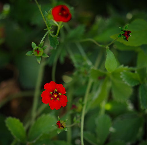 _IMG6155.jpg