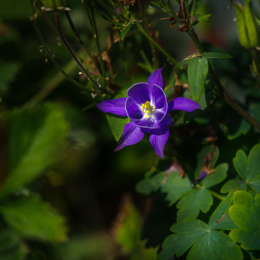 _IMG6192.jpg