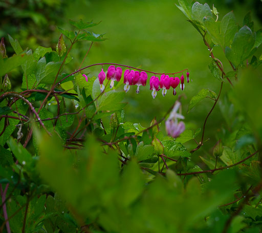 _IMG6240.jpg