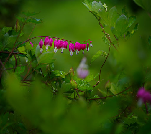 _IMG6241.jpg