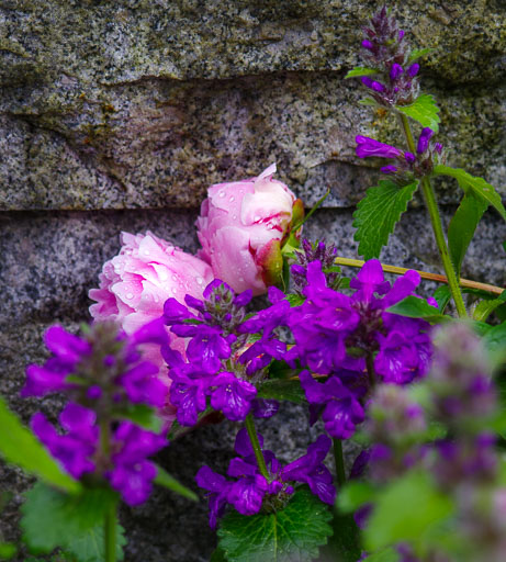 _IMG6278.jpg
