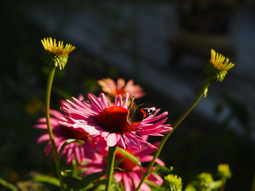 _IMG7095.jpg