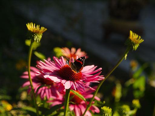 _IMG7110.jpg
