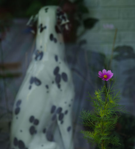 _IMG7153.jpg