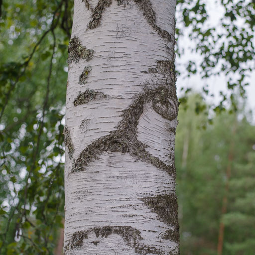 _IMG7516.jpg