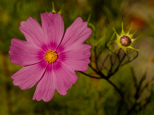 _IMG8050.jpg