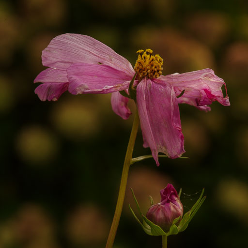 _IMG8062.jpg