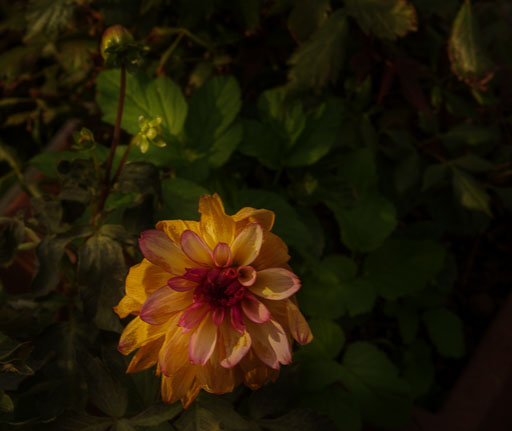 _IMG8067.jpg
