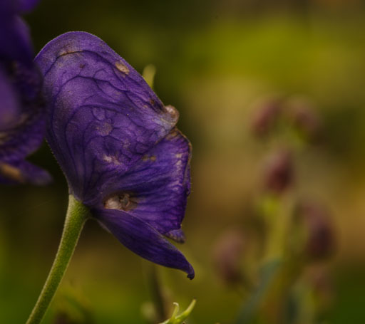 _IMG8075.jpg
