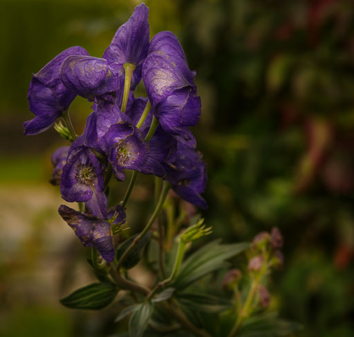 _IMG8078.jpg
