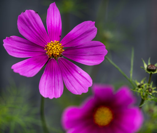 _IGP7778.jpg