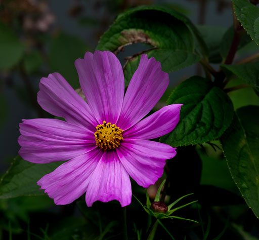 _IGP7780.jpg
