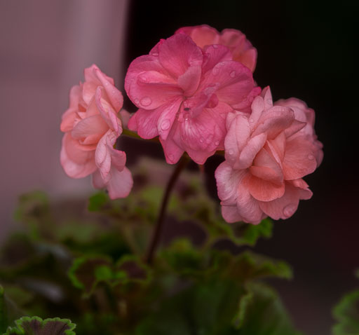 _IGP7788.jpg