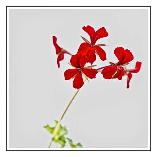 IMG "alt" Attribute