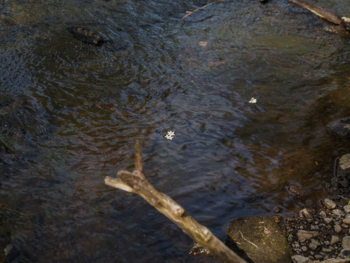 _IMG4823.jpg