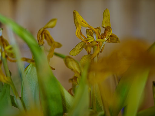 _IMG4887.jpg