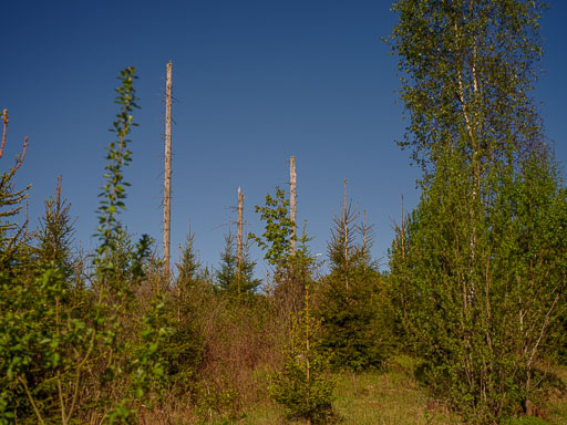 _IMG5053.jpg