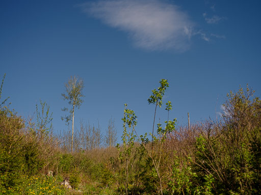 _IMG5059.jpg